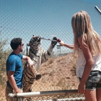 Feeding the tiger, Out of Africa Wildlife park